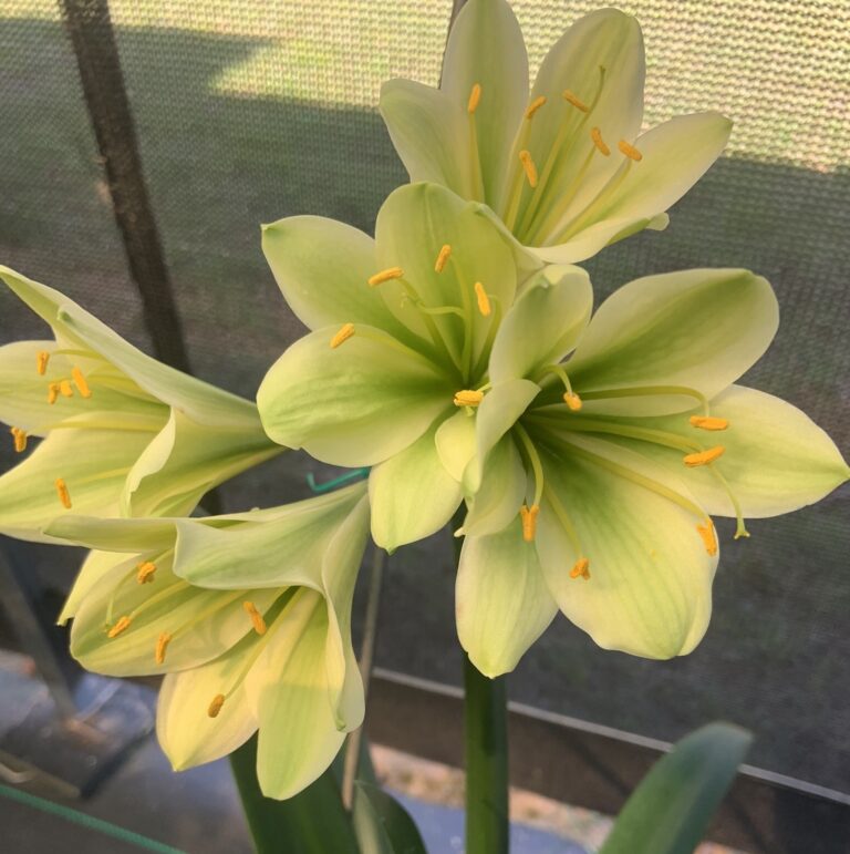 Green-flowered clivia in flower, from the Valewood collection