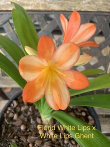 Clivia in flower, from the Valewood collection