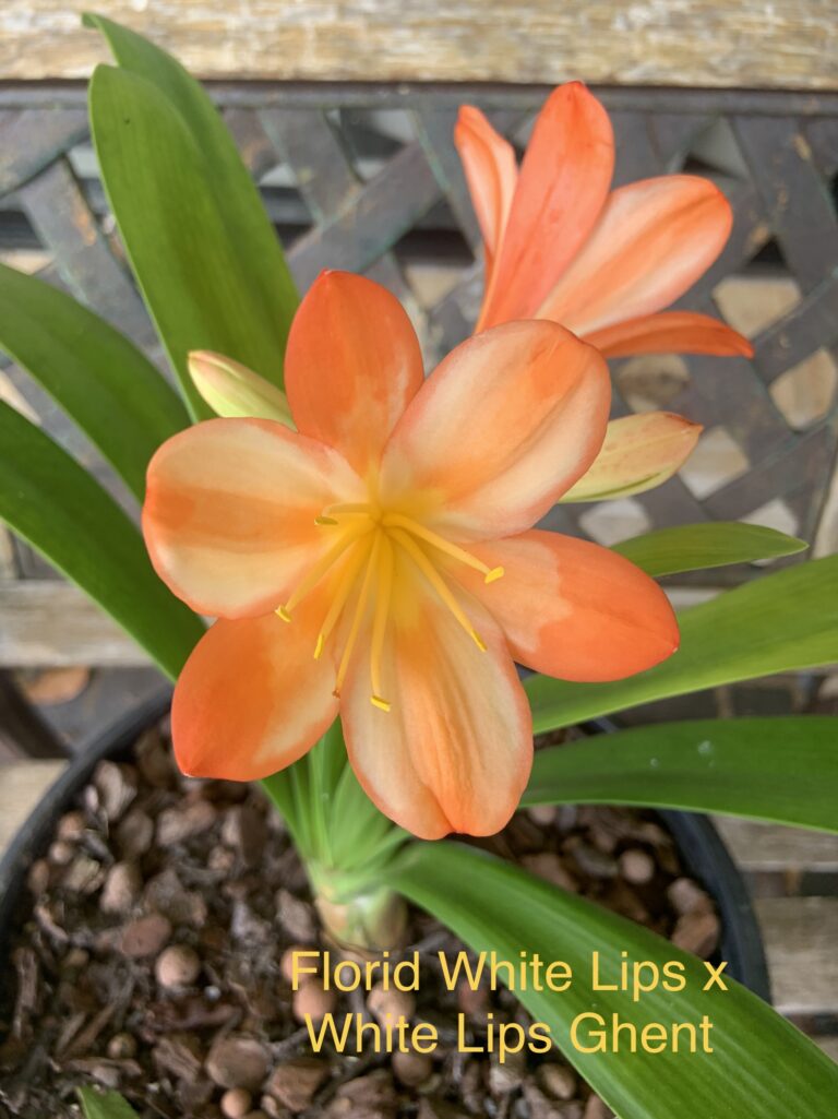 Clivia in flower, from the Valewood collection