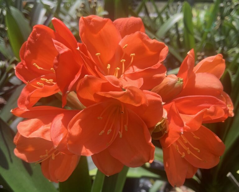 Red clivia in flower, from the Valewood collection