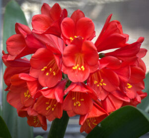 Red clivia in flower, from the Valewood collection