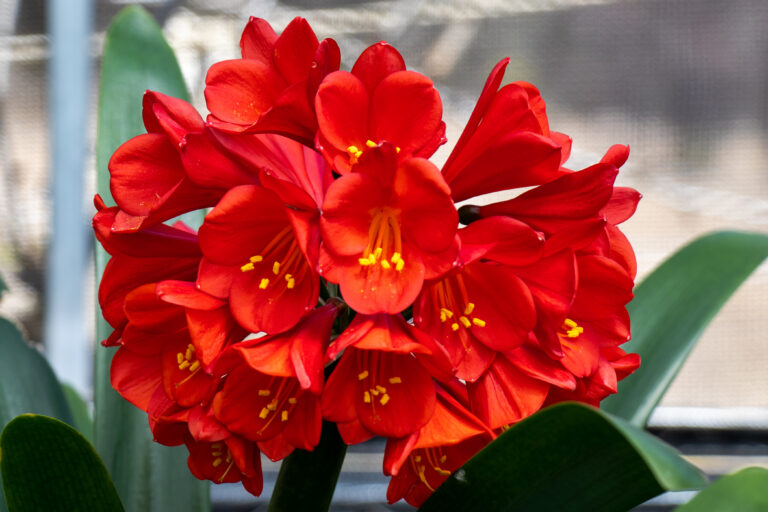 Clivia in flower, from the Valewood collection