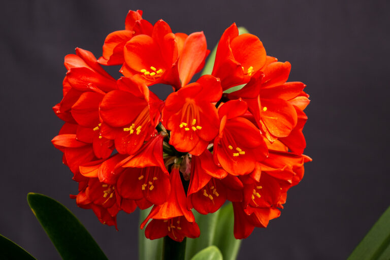 Red clivia in flower, from the Valewood collection