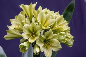 Green-flowered clivia in flower, from the Valewood collection