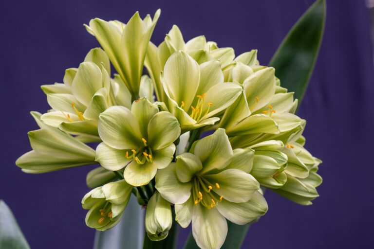 Green-flowered clivia in flower, from the Valewood collection