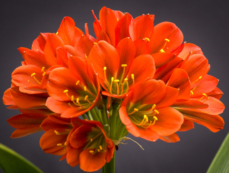 Bronze clivia in flower, from the Valewood collection