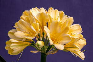 Yellow clivia in flower, from the Valewood collection