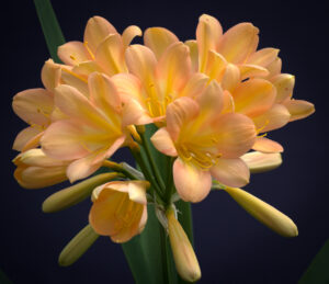 Pink clivia in flower, from the Valewood collection