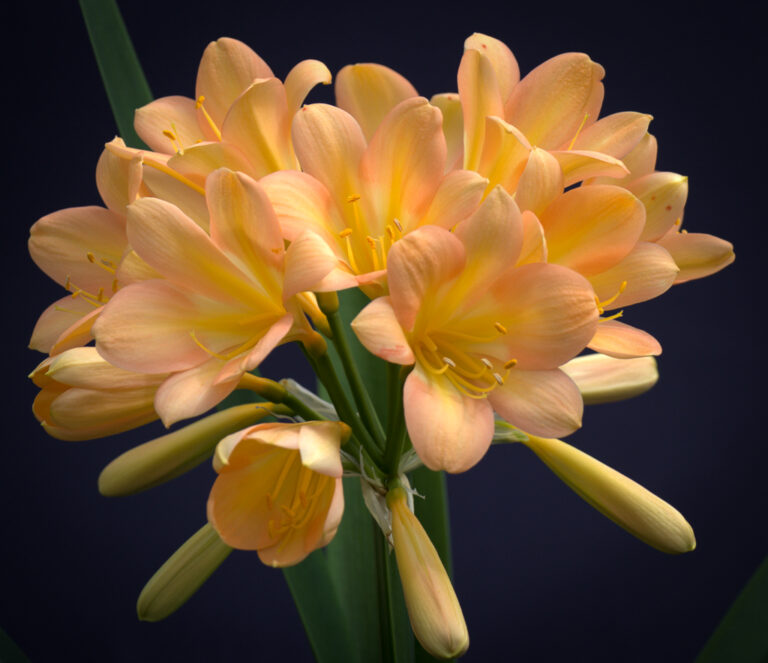Pink clivia in flower, from the Valewood collection
