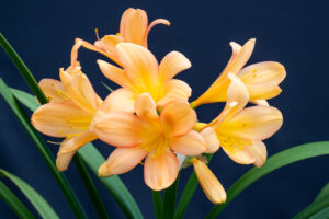Clivia in flower, from the Valewood collection