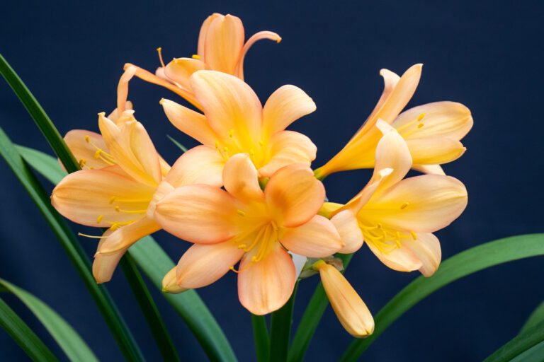 Clivia in flower, from the Valewood collection
