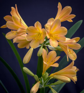 Yellow clivia in flower, from the Valewood collection