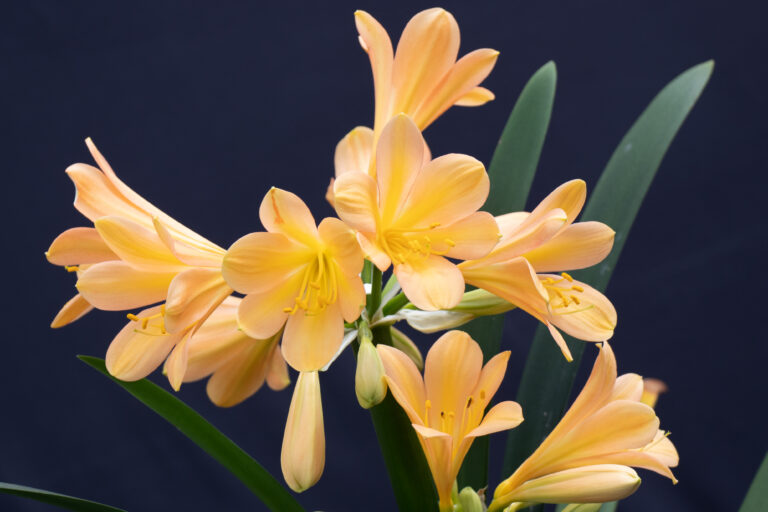 Clivia in flower, from the Valewood collection