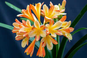 Bi-colour clivia in flower, from the Valewood collection