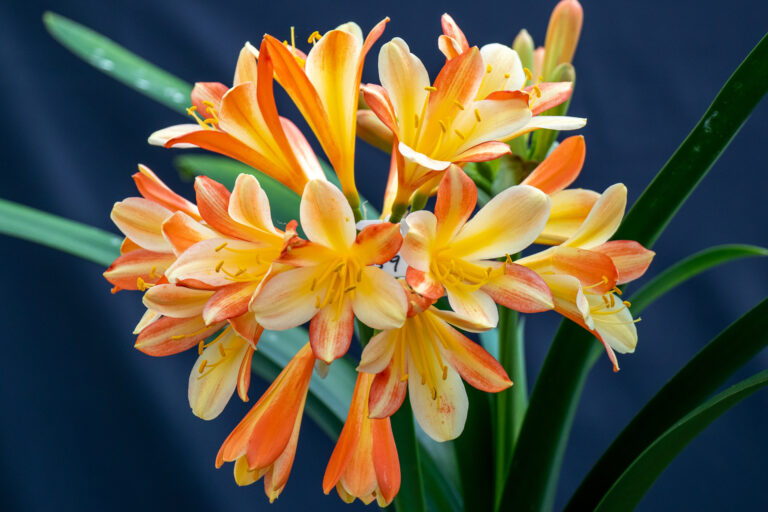 Bi-colour clivia in flower, from the Valewood collection