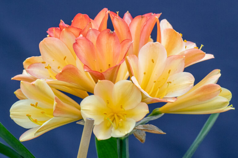 Bi-colour clivia in flower, from the Valewood collection