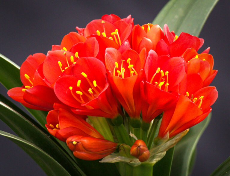 Red clivia in flower, from the Valewood collection