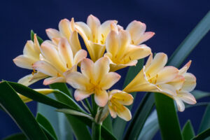 Clivia in flower, from the Valewood collection