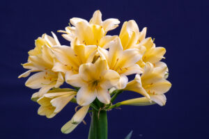 Yellow clivia in flower, from the Valewood collection