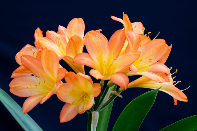 Clivia in flower, from the Valewood collection