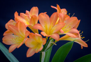 Orange clivia in flower, from the Valewood collection