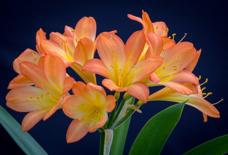 Orange clivia in flower, from the Valewood collection