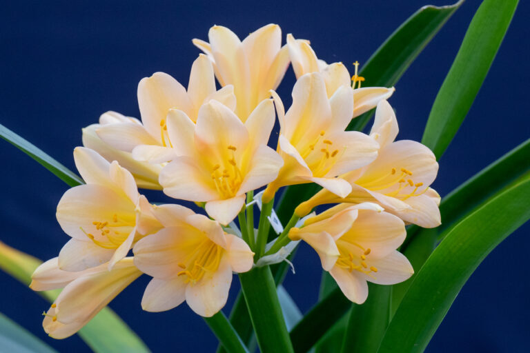 Clivia in flower, from the Valewood collection