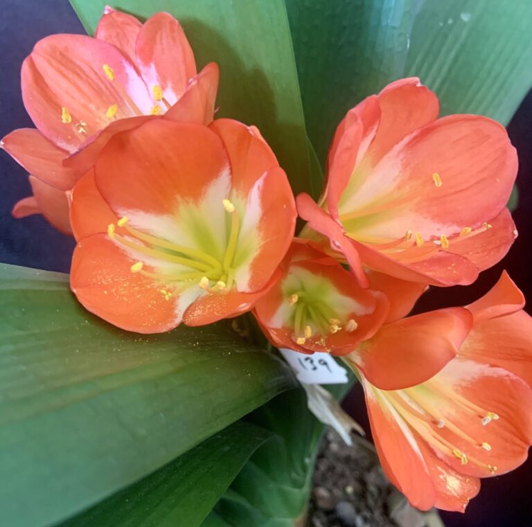 Orange clivia in flower, from the Valewood collection