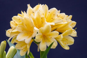 Yellow clivia in flower, from the Valewood collection