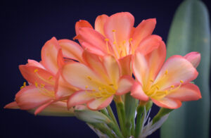 Clivia in flower, from the Valewood collection