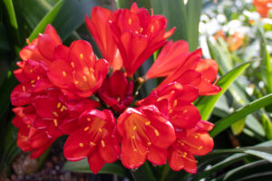 Red clivia in flower, from the Valewood collection