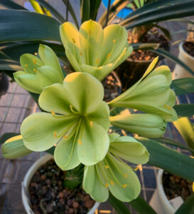 Green-flowered clivia in flower, from the Valewood collection