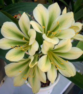 Green-flowered clivia in flower, from the Valewood collection