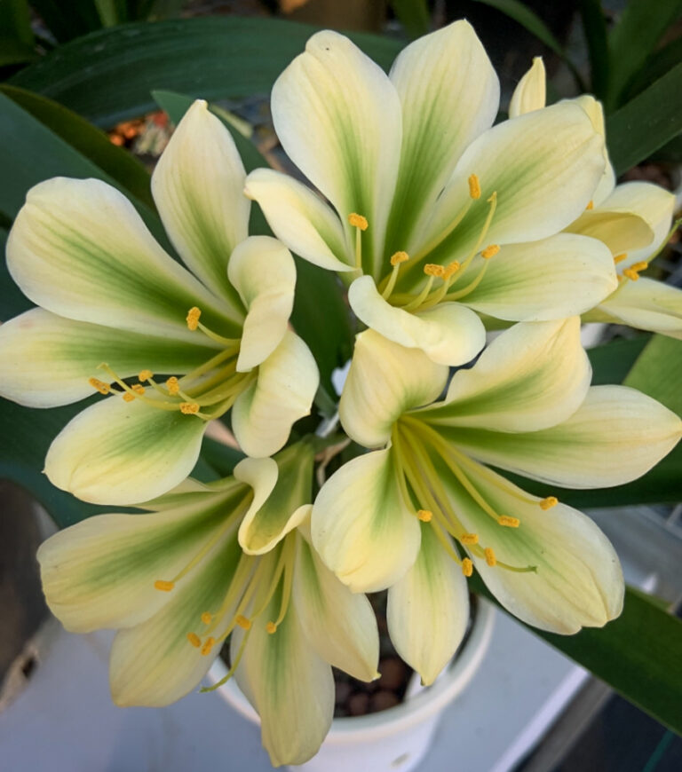 Green-flowered clivia in flower, from the Valewood collection