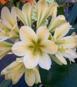 Green-flowered clivia in flower, from the Valewood collection
