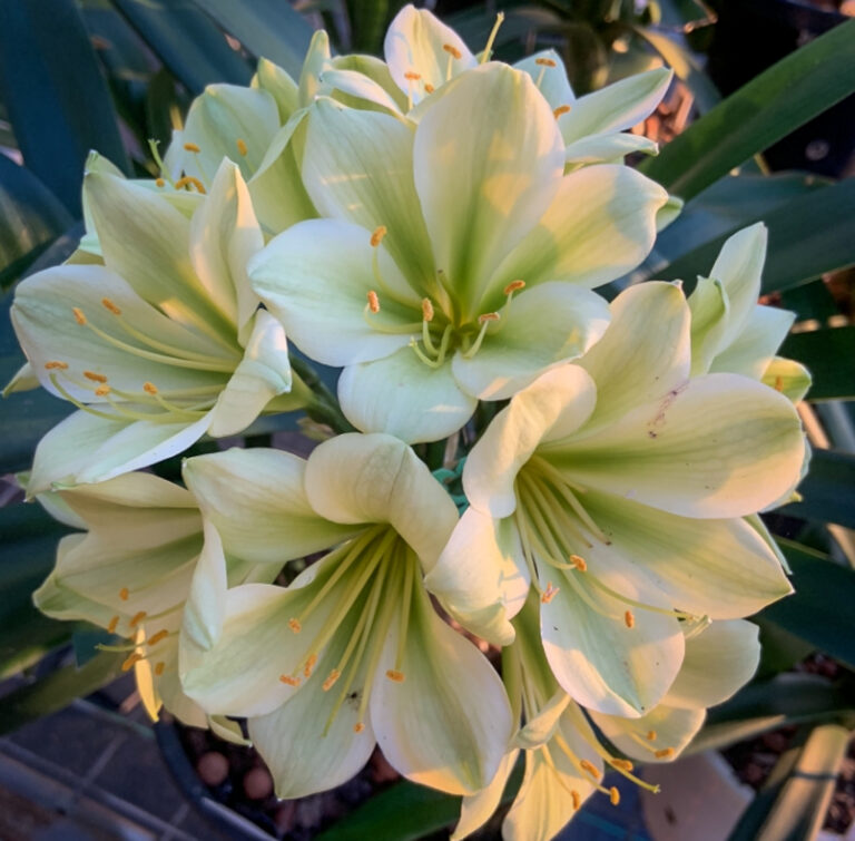 Green-flowered clivia in flower, from the Valewood collection
