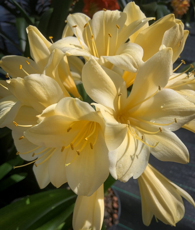 Yellow clivia in flower, from the Valewood collection
