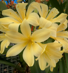 Yellow clivia in flower, from the Valewood collection