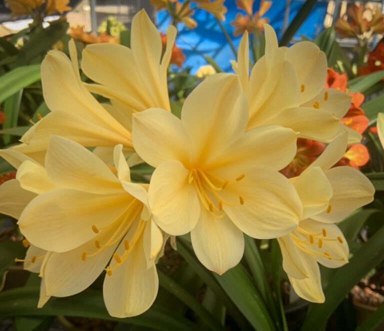 Yellow clivia in flower, from the Valewood collection