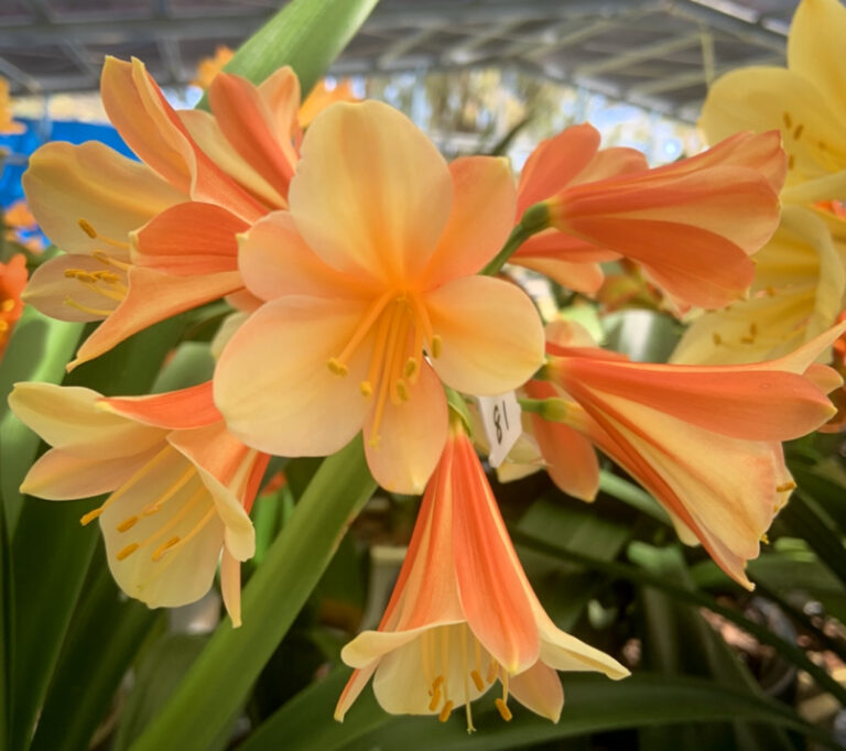 Bi-colour clivia in flower, from the Valewood collection