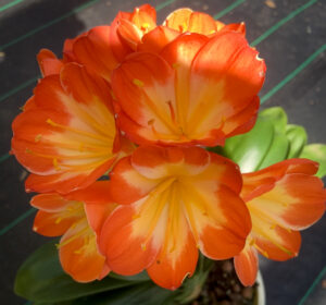 Clivia in flower, from the Valewood collection