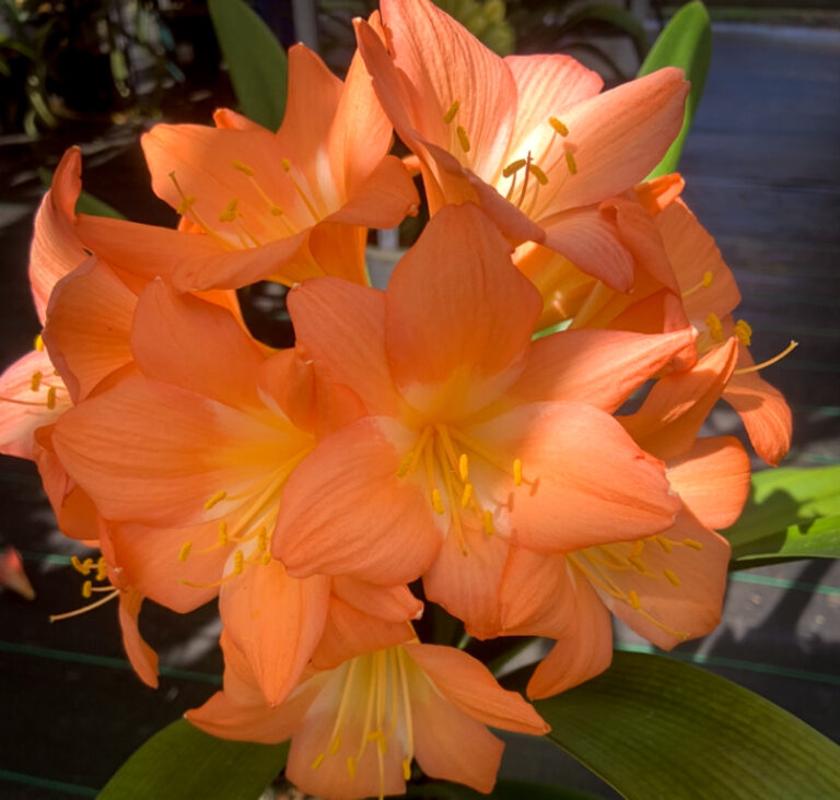 Orange clivia in flower, from the Valewood collection