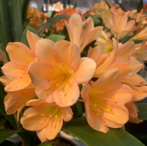 Peach clivia in flower, from the Valewood collection