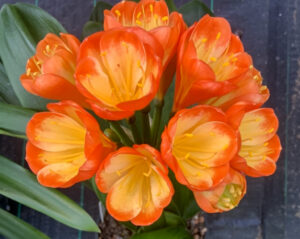 Clivia in flower, from the Valewood collection