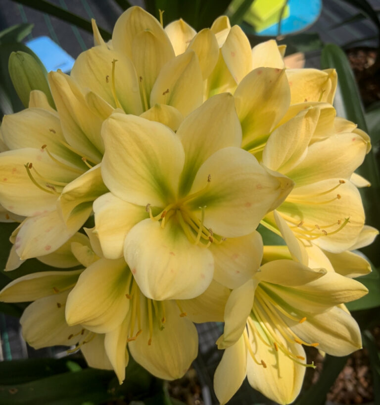 Green-flowered clivia in flower, from the Valewood collection