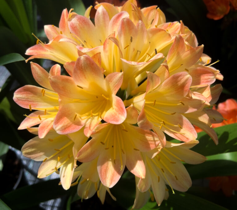Clivia in flower, from the Valewood collection