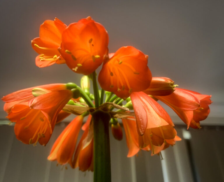 Interspecific clivia hybrid in flower, from the Valewood collection