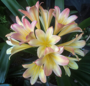 Clivia in flower, from the Valewood collection