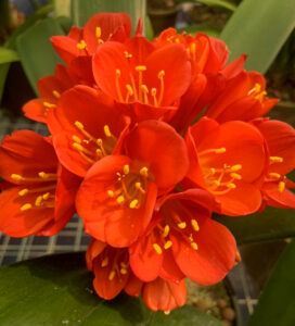 Red clivia in flower, from the Valewood collection