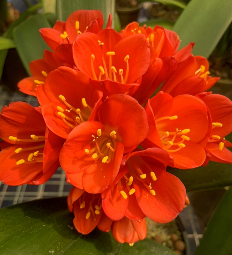 Red clivia in flower, from the Valewood collection